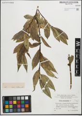 Foto von Salix pentandra L.